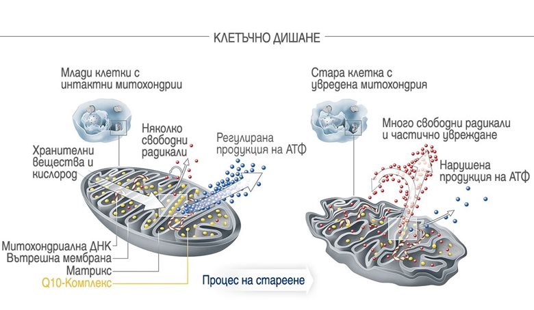 Млади клетки със здрави митохондрии спрямо зрели клетки с увредени митохондрии