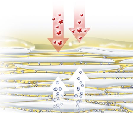 Илюстрация на естествените овлажняващи фактори, които се изпаряват през кожата